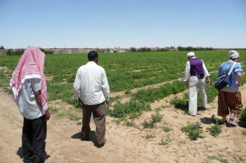 Sinai-Farm, April 2011