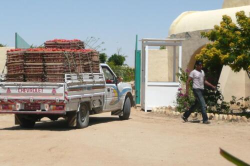 Abtransport der Tomatenernte, Sinai-Farm im April 2011